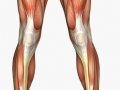musculature_leg-front.jpg
